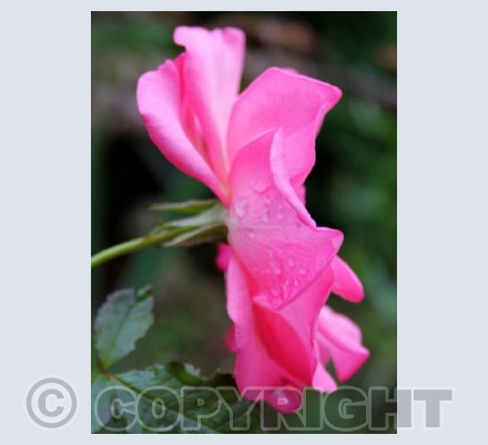 Pink Rose