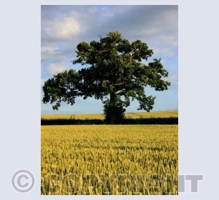 Summer Tree