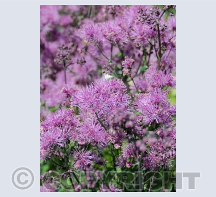 Purple Pink