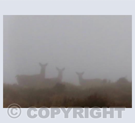 Creatures in the Mist