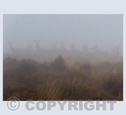 Creatures in the mist