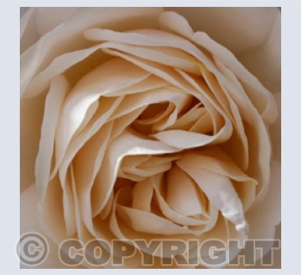 White Rose