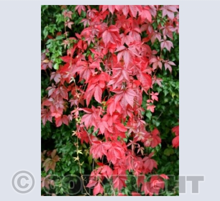 Autumn Colour 