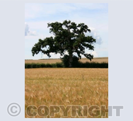 Wonderful Oak