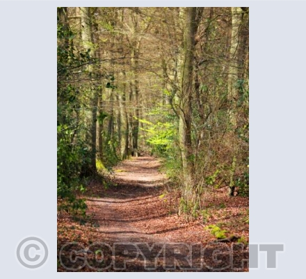 Woodland Path