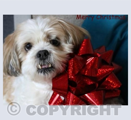 Lola at Christmas