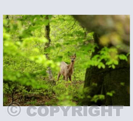 Young Quantock Deer