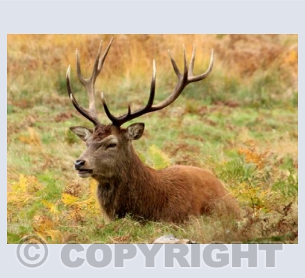 Head Stag