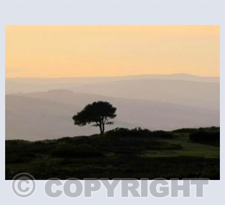 Lone Tree