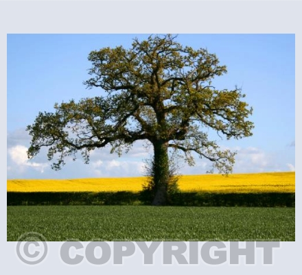 Spring Tree