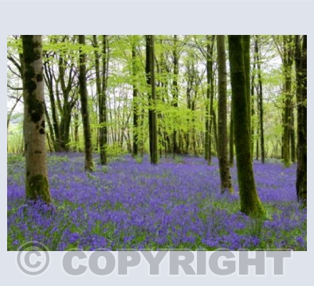 Bluebell woods