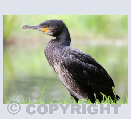Cormorant