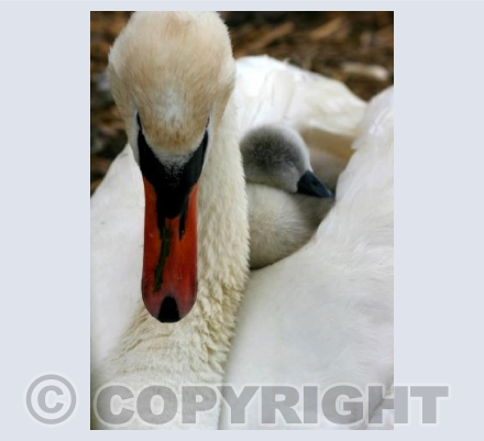 Mum and Baby