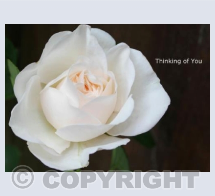 White Rose