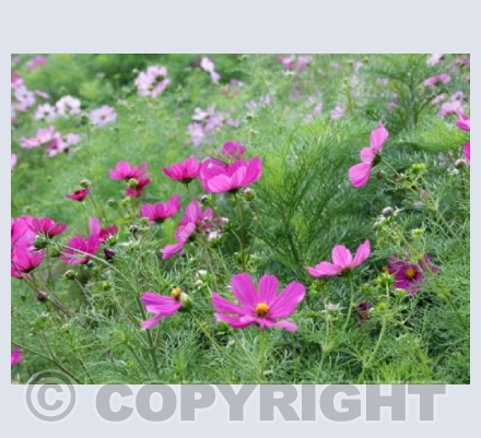 Amazing Cosmos