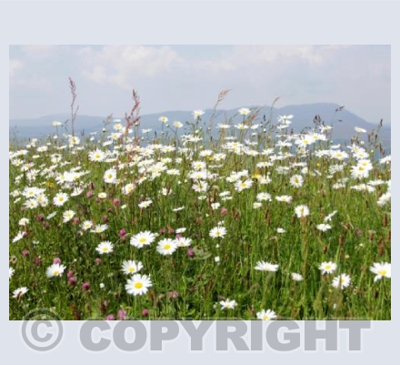 Daisies