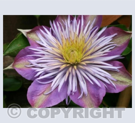 Clematis