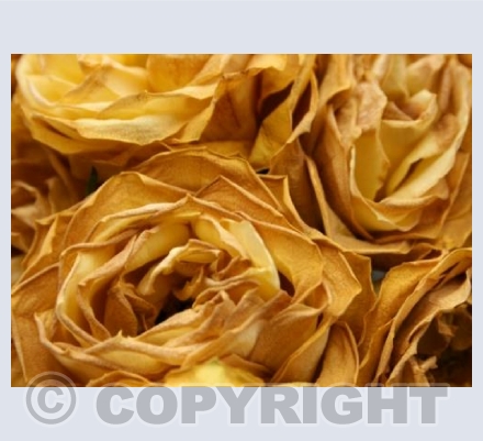 Yellow Roses