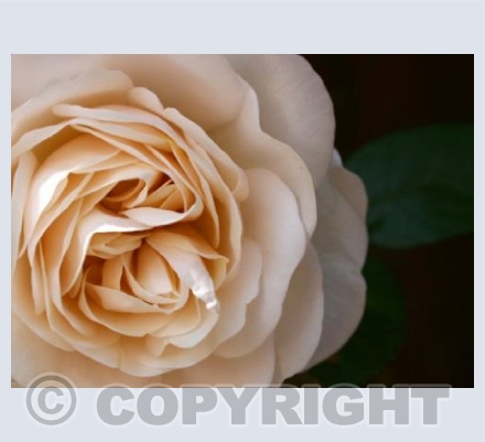White Rose