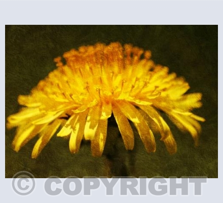 Dandilion