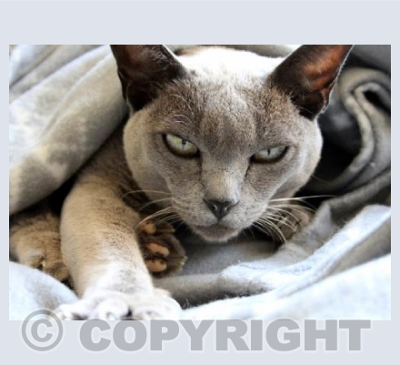 Chloe the Cat