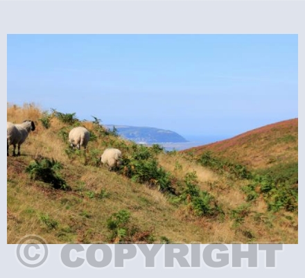 View from North Hill