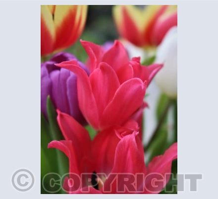 Colourful Tulips