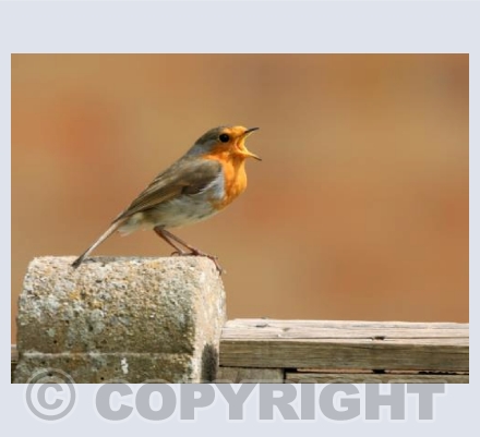 Sing dear Robin