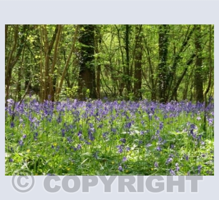 Bluebells