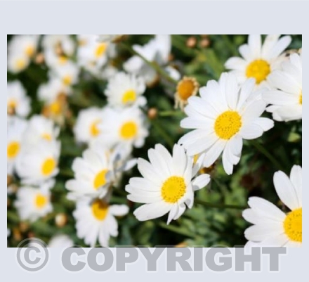 Daisies