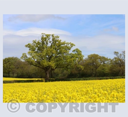 Rapeseed Field 