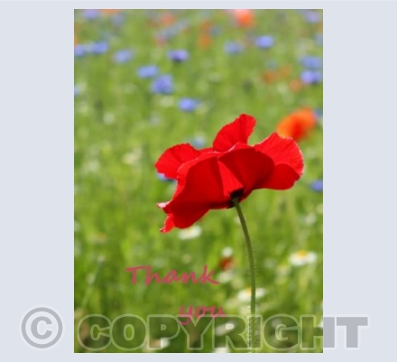 Single Poppy
