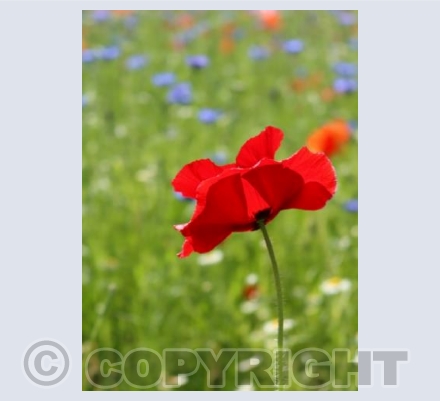 Red Poppy