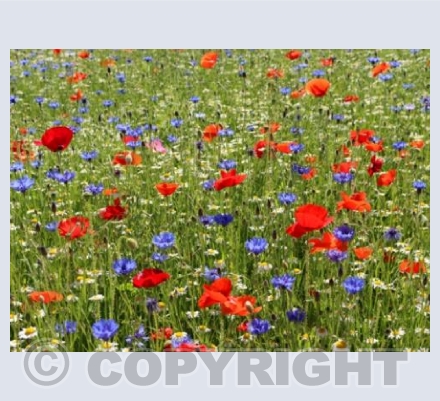 Wild Flower Field 