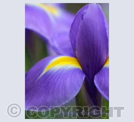 Purple Iris