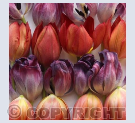 Tulip Picture