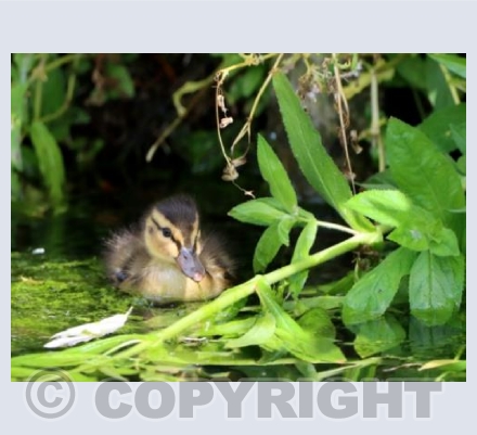 Darling Duckling