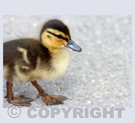 Dear Little Duckling