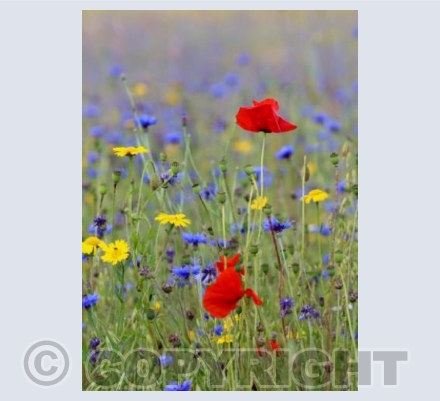 Somerset Wild Flower Field 