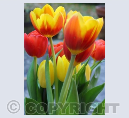Spring Tulip