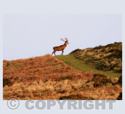 King of the Hill
