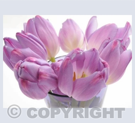 Tulips