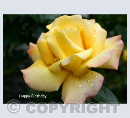 Birthday Rose