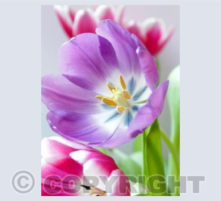 Tulips