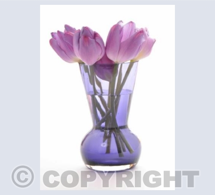 Tulips in a Purple Vase