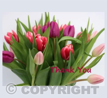 Thank You Tulips
