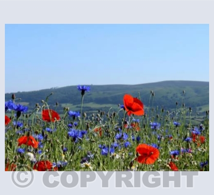 Wild Flowers