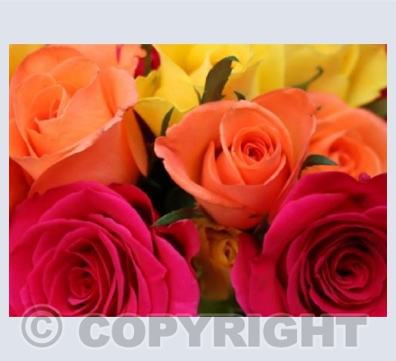 Glorious Roses