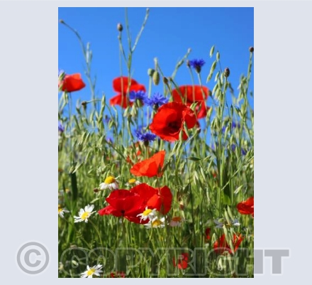 Wild Flowers and Blue Sky