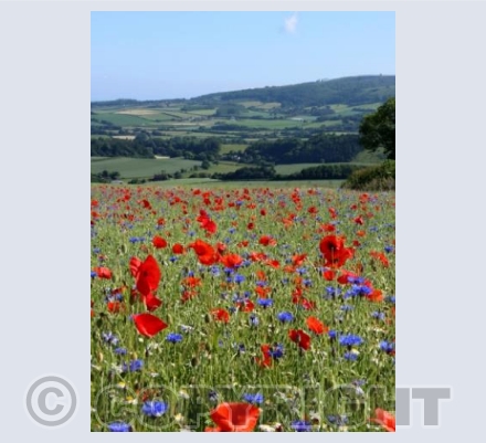 Wild Flowers in Somerset 